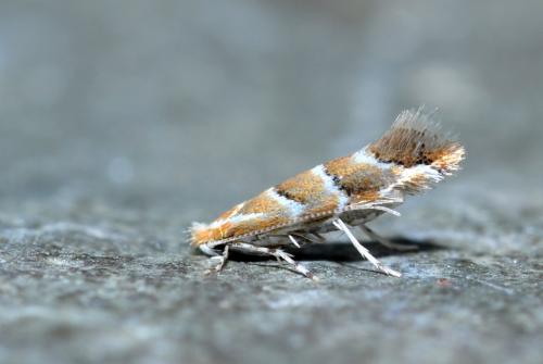 Réf. 208 207 : Cameraria ohridella
